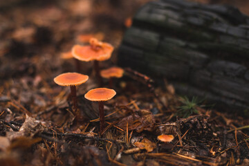 mushrooms beside the wood in the autumn forest after rain