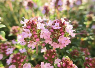 Fototapeta premium Pink flowers of creeping thyme (Thymus serpyllum)