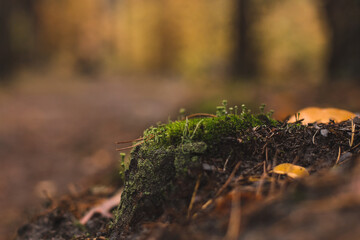 lichen and moss in the autumn forest