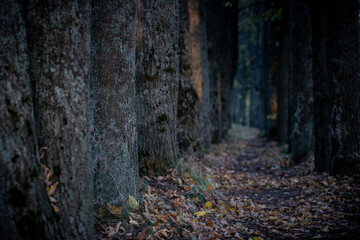 Old tall trees in the park in the late evening. Dry autumn leaves are scattered in the park alley.