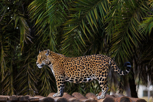 Beautiful jaguar from Brazil, Brasilia.