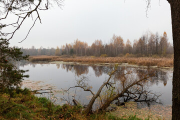 autumn in the forest