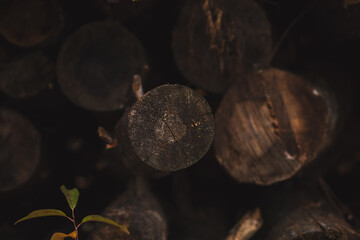 Dark pile of felled pine trees in the autumn forest