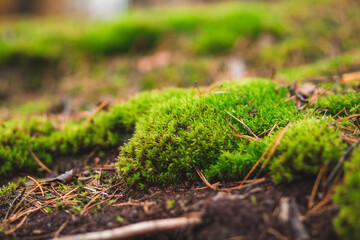 pretty green moss in the autumn forest