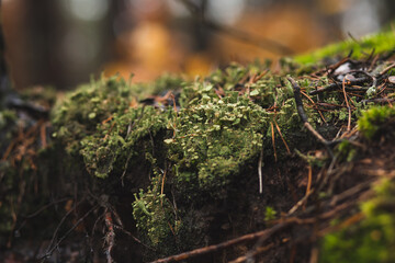 lichen and moss in the autumn forest