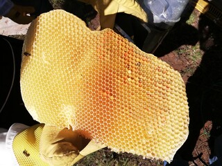 bees on honeycomb