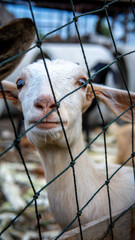 A cute funny portrait of a baby goat or a kid in the pen at the rural area. Domestic white brown goat. A little out of focus on subject.