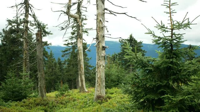 Dead forests virgin trees air pollution are caused acid rains, sulfur oxides, nitrogen ozone. Influence emissions, spruce Picea abies Jeseniky Protected Landscape, climax wood, So2 emission mountain