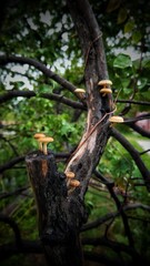 tree with mashrooms