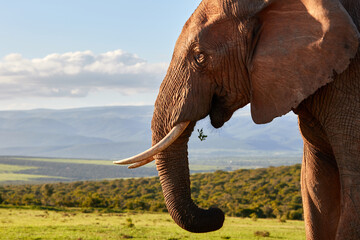 Fototapeta na wymiar Close-up of an African elephant