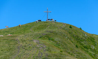 Fototapeta na wymiar Young bulls on the peak of the mountain Golzentip around the summit cross, Austria