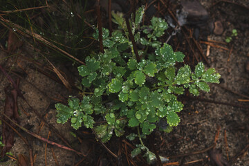 oakgreen leaves with dew drops on the background of the autumn forest