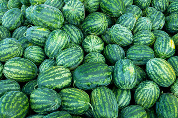 A lot of large  watermelons of thai farmer. 