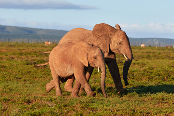 Fototapeta na wymiar Two African elephants walking together