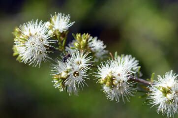 Native bee on white, honey-scented flowers of the Australian native Kunzea ambigua, tick bush,...
