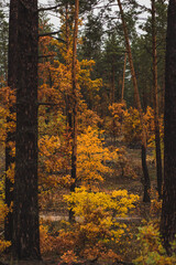 pretty yellow autumn trees in the pine forest