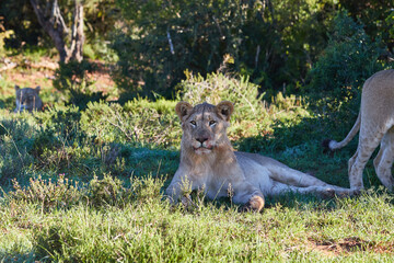 Young male lion lying in the grass