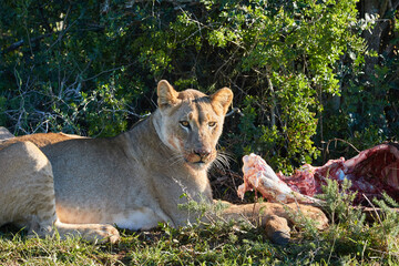Lion eating a zebra in Addo