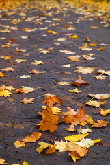autumn