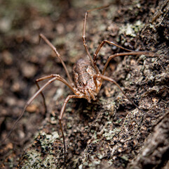 spider