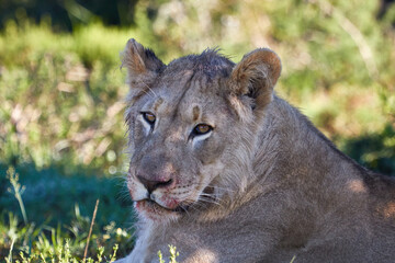 Close-up of a young male lion