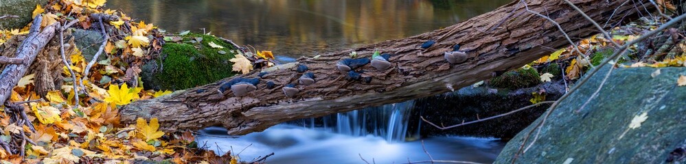 Autumn colored leafs next to an small stream in forest landscape
