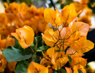 Beautiful delicate orange colored flowers. Selective focus on an orange petal.