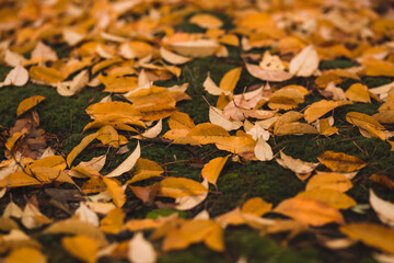 autumn leaves on the moss and grass