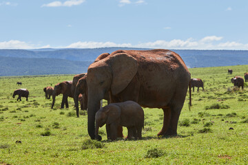 Naklejka na ściany i meble Mother and calf African elephant