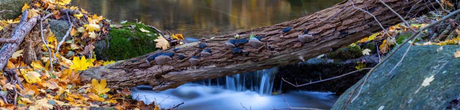 Autumn colored leafs next to an small stream in forest landscape