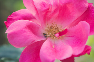 Fototapeta na wymiar Cucumber Beetle Rose