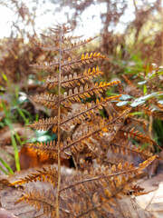 en el bosque, In the woods, flora, Otoño