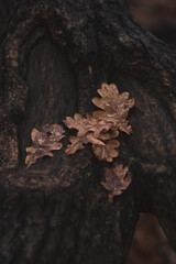 scattering of oak leaves on the trunk and roots of an oak