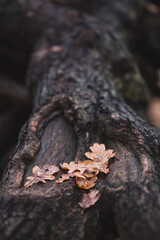 scattering of oak leaves on the trunk and roots of an oak