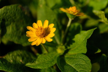yellow flower in the garden