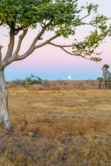 Fototapeta premium The dry and hot environment of sumba island, indonesia