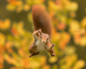 Springende rode eekhoorn