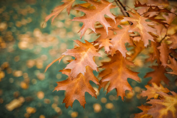 Fototapeta premium autumn leaves background