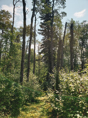 Fototapeta premium A beautiful footpath on the Baldy Mountain Hiking Trail in Duck Mountain Provincial Park, Manitoba, Canada