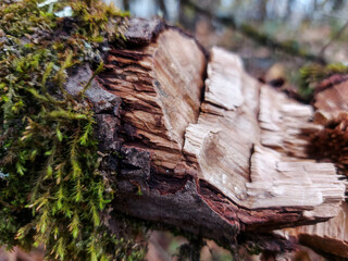 en el bosque, In the woods, flora, Otoño