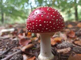 fly agaric mushroom