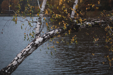 tree with yellow leaves on the lake