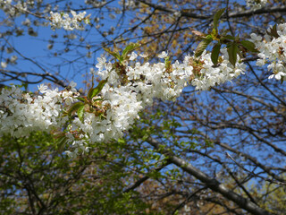 Apple tree branch with white flowers 