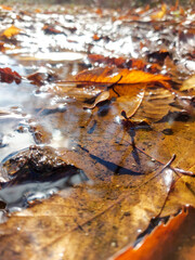 en el bosque, In the woods, flora, Otoño