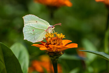 Close-up of butterfly common brimstone on the orange flower