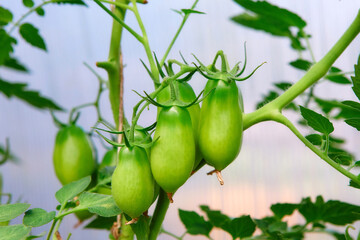 Clusters of green ripening tomatoes. Organic farming, growing young tomato plants in the greenhouse.