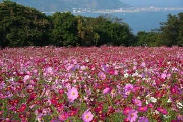 福岡・能古島のコスモス畑