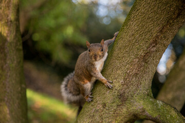 Squirrel on the tree in the London park
