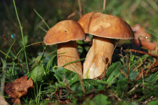 Couple de c&egrave;pes