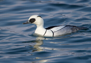 Male and female smew (Mergellus albellus) photographed close-up swimming in the water